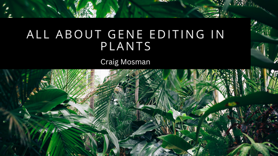 All About Gene Editing In Plants